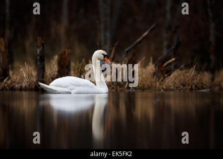 Höckerschwan (Cygnus olor) Stockfoto