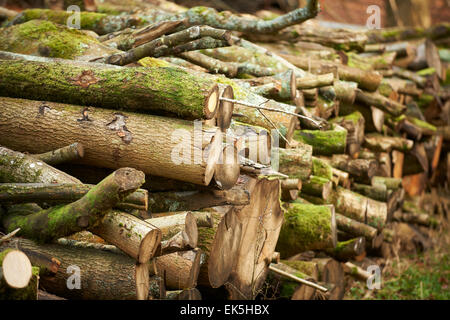 Haufen von geschnittenen Stämmen und stapeltem Brennholz mit moosbedeckter Rinde in einer Waldlandschaft, die natürliches Holz, forstwirtschaftliche Ressourcen und rustikale Outdoor zeigt Stockfoto