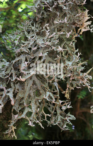 Pflanzen und Bäume auf Monro Beach Trail durch subtropischen Regenwald Neuseeland Stockfoto