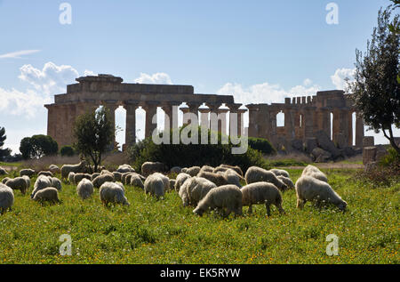 Italien, Sizilien, Selinunte, eine Herde Schafe und die griechische Hera Temple (409 v. Chr.) Stockfoto