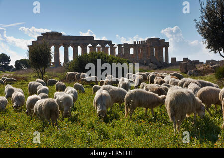 Italien, Sizilien, Selinunte, eine Herde Schafe und die griechische Hera Temple (409 v. Chr.) Stockfoto