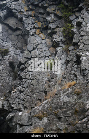 säulenförmigen Basalt der Pyramiden Lava Felsformationen Otago Peninsula Dunedin Neuseeland Südinsel Stockfoto