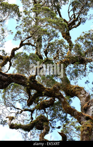 Pflanzen und Bäume auf Monro Beach Trail durch subtropischen Regenwald Neuseeland Stockfoto