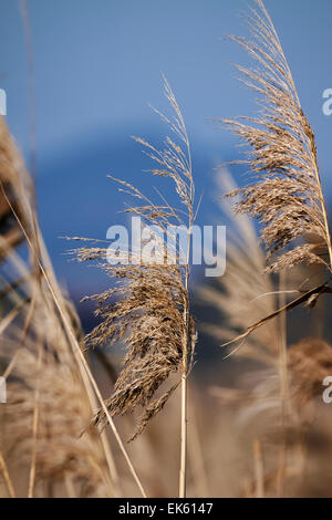 Italien, Latium, Tyrrhenischen Meer, Wwf Torre Flavia Beach National Park (Provinz Rom), Unkraut Stockfoto