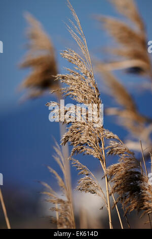 Italien, Latium, Tyrrhenischen Meer, Wwf Torre Flavia Beach National Park (Provinz Rom), Unkraut Stockfoto