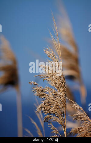 Italien, Latium, Tyrrhenischen Meer, Wwf Torre Flavia Beach National Park (Provinz Rom), Unkraut Stockfoto