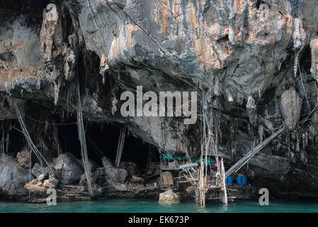 Vogel-Nest Sammlung A-Karriere bei einem der Einheimischen. Stockfoto