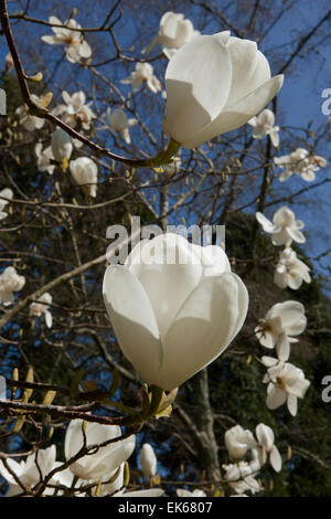 Große weiße Blüten der Magnolie (David Clulow) bei Pinetum Park St Austell Cornwall an einem Frühlingstag. Stockfoto