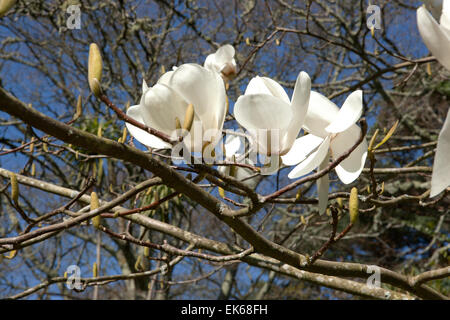 Große weiße Blüten der Magnolie (David Clulow) bei Pinetum Park St Austell Cornwall an einem Frühlingstag. Stockfoto