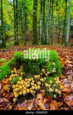 Collybia Confluens Pilze. Irati Wald. Navarra, Spanien. Europa. Stockfoto