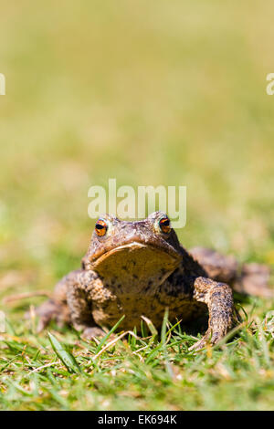 Eine gemeinsame Kröte (Bufo Bufo) bei einem Spaziergang an einem sonnigen Frühlingstag am Gilfach Nature Reserve, Powys, Wales Stockfoto