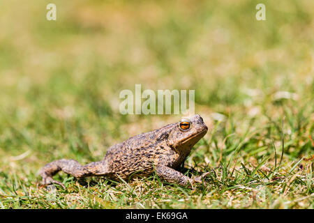 Eine gemeinsame Kröte (Bufo Bufo) bei einem Spaziergang an einem sonnigen Frühlingstag am Gilfach Nature Reserve, Powys, Wales Stockfoto