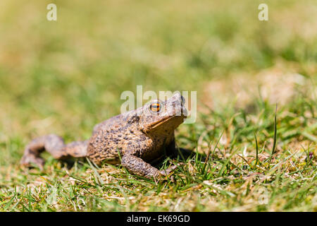 Eine gemeinsame Kröte (Bufo Bufo) bei einem Spaziergang an einem sonnigen Frühlingstag am Gilfach Nature Reserve, Powys, Wales Stockfoto