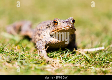 Eine gemeinsame Kröte (Bufo Bufo) bei einem Spaziergang an einem sonnigen Frühlingstag am Gilfach Nature Reserve, Powys, Wales Stockfoto