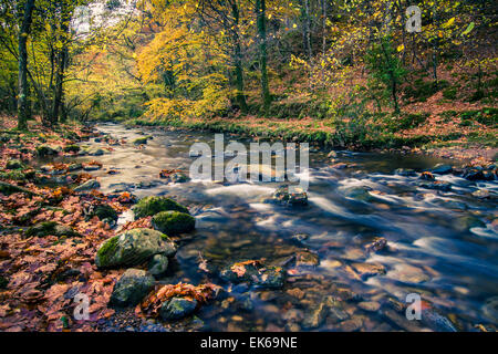 Wald und Fluss im Herbst. Ucieda. Ruente. Cabuerniga Tal. Kantabrien, Spanien, Europa. Stockfoto