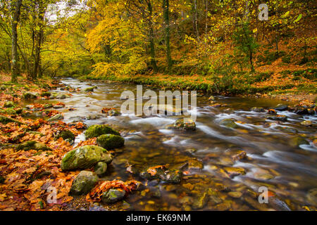 Wald und Fluss im Herbst. Ucieda. Ruente. Cabuerniga Tal. Kantabrien, Spanien, Europa. Stockfoto