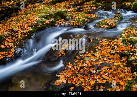 Wald und Fluss im Herbst. Ucieda. Ruente. Cabuerniga Tal. Kantabrien, Spanien, Europa. Stockfoto