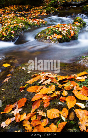 Wald und Fluss im Herbst. Ucieda. Ruente. Cabuerniga Tal. Kantabrien, Spanien, Europa. Stockfoto