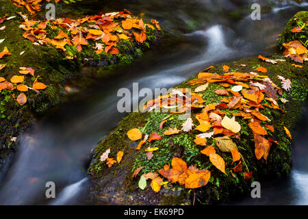 Wald und Fluss im Herbst. Ucieda. Ruente. Cabuerniga Tal. Kantabrien, Spanien, Europa. Stockfoto