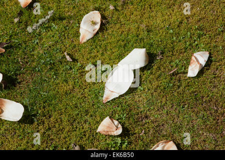 Große weiße Blüten der Magnolie (David Clulow) bei Pinetum Park St Austell Cornwall an einem Frühlingstag. Stockfoto