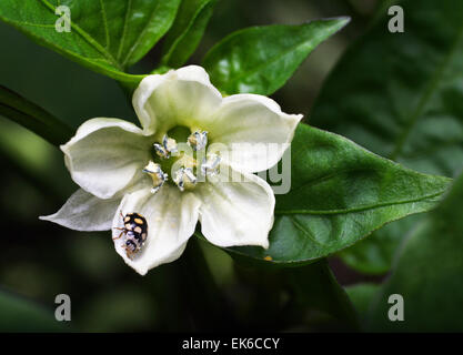 kleiner Käfer auf einer Blume Stockfoto