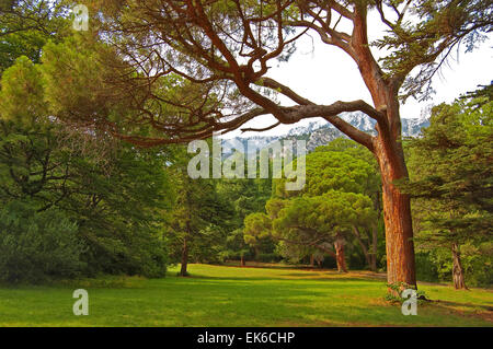 Schöne Bäume. Sommer Sonnenuntergang in Crimea park Stockfoto