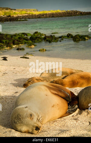 Niedlichen Seelöwen schlafen in La Loberia Beach, San Cristobal, Galapagos-Inseln Stockfoto