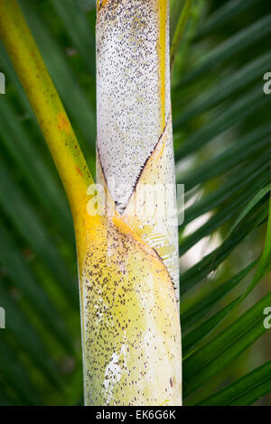 Dypsis Lutescens. Golden Cane Palm / Areca Palme oder Schmetterling Palm Blattstiel hautnah Stockfoto