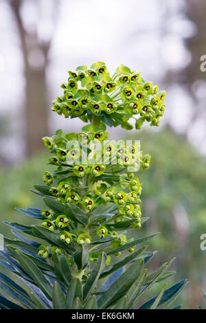 Euphorbia Characias 'Black Pearl'. Wolfsmilch 'Black Pearl' blüht im März. UK Stockfoto