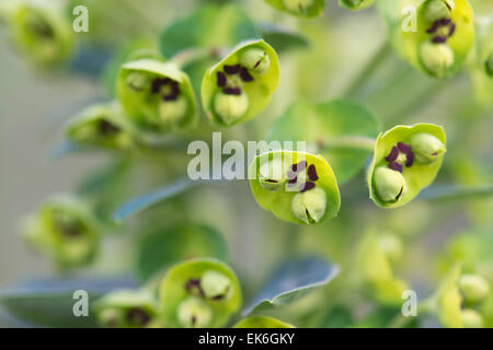 Euphorbia Characias 'Black Pearl'. Wolfsmilch 'Black Pearl' blüht im März. UK Stockfoto