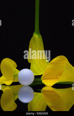 Gelbe Calla Lilie und Golfball auf schwarzem Hintergrund isoliert Stockfoto