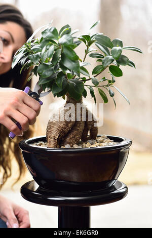 Junge Frau, die einen Geldbaum Bonzai in einem schwarzen Topf auf einem Sockel mit Haarschneider trimmen Stockfoto