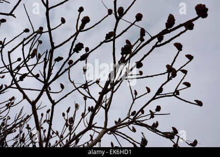 Kargen Äste eines Staghorn Sumach Busch mit Steinfrüchte gegen einen grauen Himmel Stockfoto