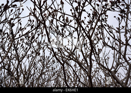 Kahle Äste eines Standes von Staghorn Sumach Bush im Frühjahr mit grauen Himmel Stockfoto