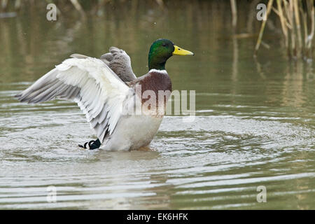 Stockente (Anas Platyrhynchos) Erwachsenen Drake Baden auf dem Wasser mit Flügeln aufrecht, Norfolk, England, Vereinigtes Königreich Stockfoto