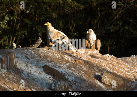 Bird Of Prey in der The Recovery Center of MIPS Wildlife, Villafranca de Los Barros (Badajoz). Geben Sie in das Zentrum jedes Jahr h Stockfoto