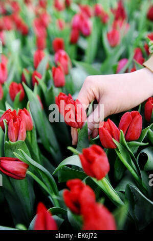 Zarte Frauenhand Abholung eine rote Tulpe aus ein Tulpenfeld in einem Gewächshaus Stockfoto