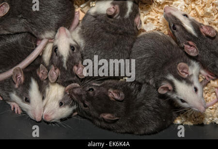 Container, Ratten und Mäuse, Essen gefangen Raptoren AMUS Center Wildlife Recovery zu züchten Stockfoto