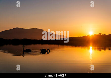 Ardara, County Donegal, Irland. 7. April 2015. Irland Wetter: Schwäne bei Sonnenuntergang am See Shanaghan nach einem warmen sonnigen Tag an der irischen Westküste. Bildnachweis: Richard Wayman/Alamy Live-Nachrichten Stockfoto