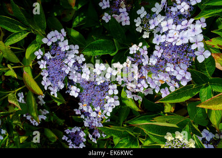 Lacecap Hydrangea Macrophylla Normalis Foto von Peter Cavanagh [muss Kredit] Stockfoto