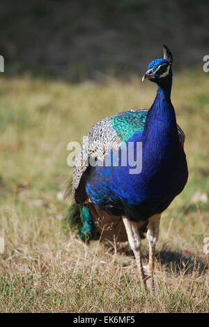 Pfau auf Brownsea Island, Poole Harbour, UK Stockfoto