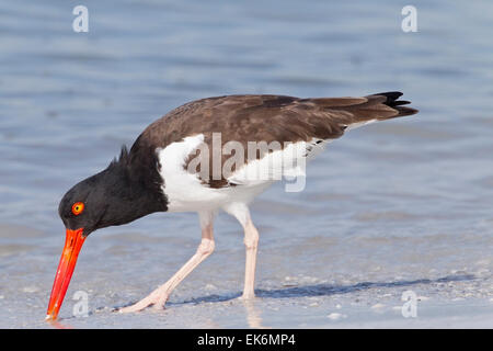 Amerikanischer Austernfischer (Haematopus Palliatus) Erwachsene ernähren sich von Beach, Florida, USA Stockfoto