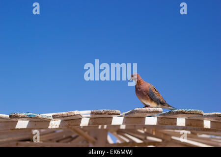 Wilde braune Taube sitzt auf einem hölzernen Visier in Ägypten Stockfoto