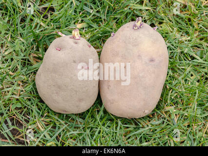 Saatkartoffeln mit grünen Triebe oder Plättchen bereit für die Bepflanzung in einem Gemüsegarten Stockfoto
