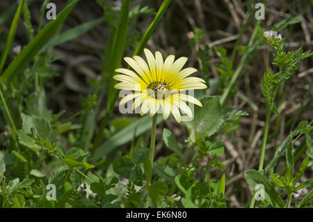 Doñana Nationalpark befindet sich in Andalusien umfasst 543 km ². Ist eine Fläche von Marsh, seichten Bächen und Sanddünen im Las Marismas, Stockfoto
