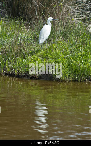 Snowy Silberreiher (Egretta unaufger) ist ein kleiner weißer Reiher. Es ist das amerikanische Gegenstück zu den sehr ähnlichen alten Welt Seidenreiher, w Stockfoto