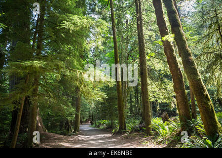 Nordamerika, Kanada, British Columbia, Vancouver Island, Elk Falls Provincial Park, Millennium-Wanderweg Stockfoto