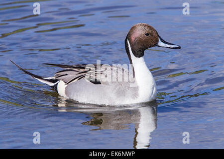 Pintail (Anas Acuta) Erwachsenen Drake schwimmen auf Wasser, Norfolk, England, UK Stockfoto