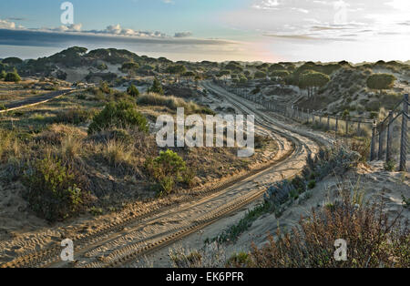 Doñana Nationalpark befindet sich in Andalusien umfasst 543 km ². Ist eine Fläche von Marsh, seichten Bächen und Sanddünen im Las Marismas, Stockfoto