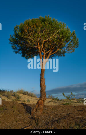 Die Pinie (Pinus Pinea) nennt man auch italienische Zirbenholz, Regenschirm Kiefer (nicht zu verwechseln mit japanische Dach Kiefer, S Stockfoto